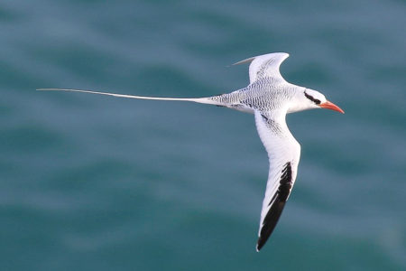 Red-billed Tropicbird