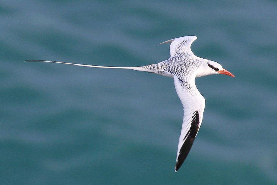 Red-billed Tropicbird 