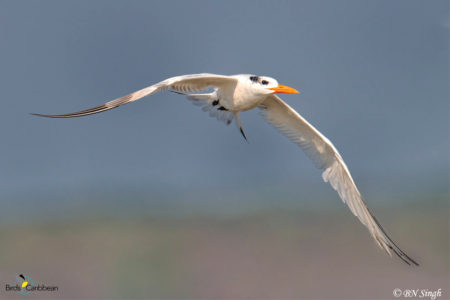 Nonbreeding Royal Tern in flight