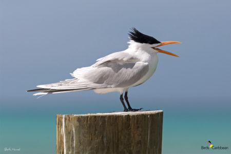 Breeding Royal Tern