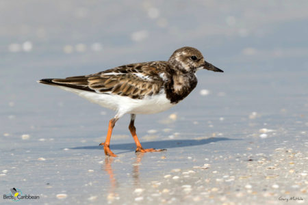 Ruddy Turnstone