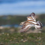 Ruddy Turnstone