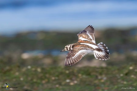 Ruddy Turnstone in flight