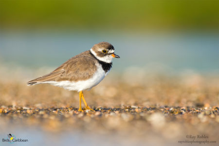 Semipalmated Plover