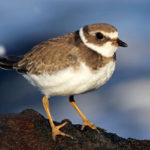 Semipalmated Plover