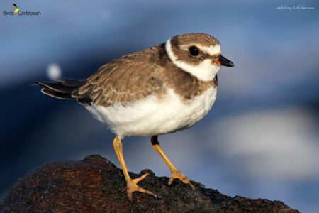 Semipalmated Plover