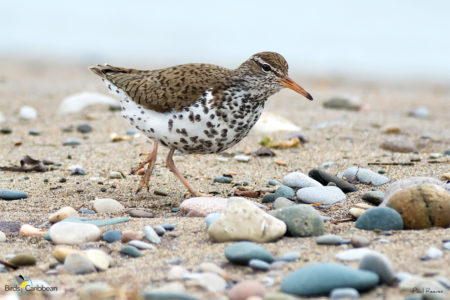 Breeding Spotted Sandpiper