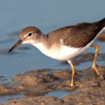 Spotted Sandpiper in Winter Plumage