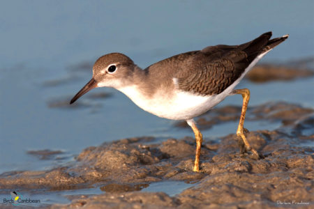 Spotted Sandpiper in Winter Plumage 