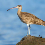 Whimbrel