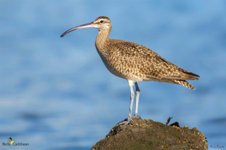 Whimbrel