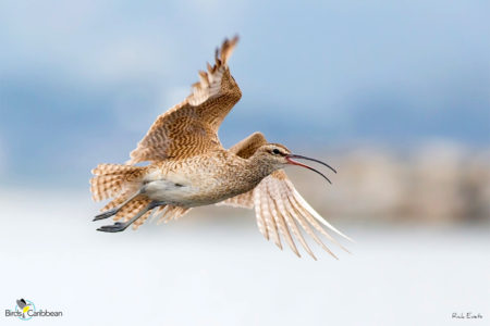 Whimbrel