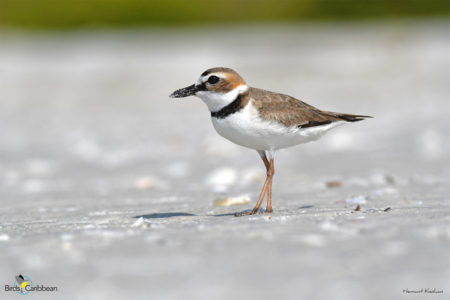 Male Wilson's Plover