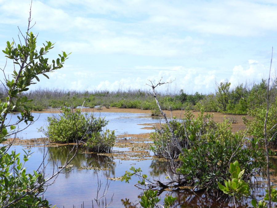 The eBird locations call this area “Wetlands west of Stat Oil.” The company is now called Equinor (Statoil) South Riding Point. Small warblers were spotted along the track road into the area. I lamented the days of counting yellowlegs, ducks, herons, egrets, swallows, and hearing Red-winged Blackbirds calling over the habitat. What was once a lively, hidden Grand Bahama secret now sits forlorn and abandoned by the birds—at least it was abandoned on this day. When will the birds return? Has anyone tested the water? We need scientists to come and investigate.