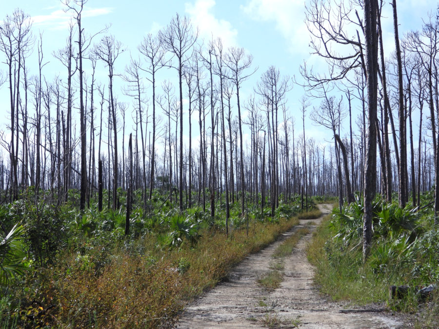 Owl Hole Road is typical of what we saw all day: The stark, dead pine trees keeping silent vigil over the vibrant undergrowth of bushes, thatch palms, grasses and vines.