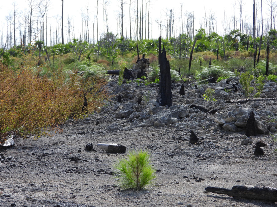 A pine seedling springs up out of the ashes. But how long will it take to grow to maturity?