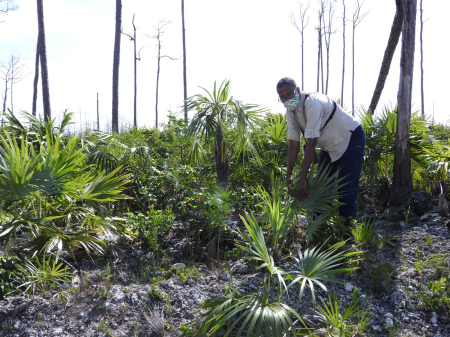 Delores jumped out of the car, excited to point out more young pine trees—look closely and you’ll see them. She wrote, “It was somewhat depressing; especially seeing the death of the Caribbean pine forest. Don’t think I’ll be around when it comes back to life.”