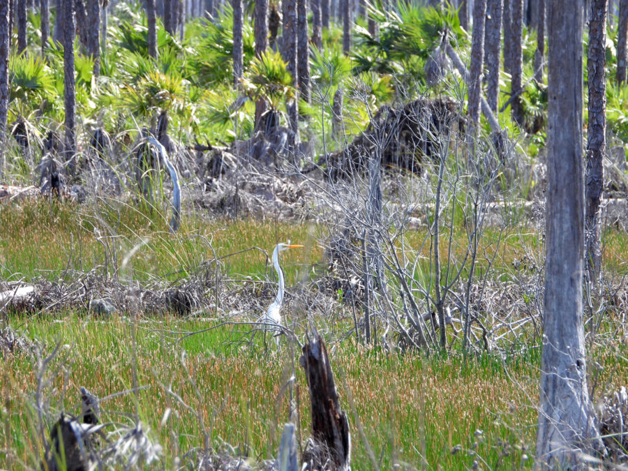 Leaving Owl Hole we were surprised to see a “new” small wetland habitat. Had it always been there, but we couldn’t see it from the road? One Great Egret didn’t have a problem finding it.