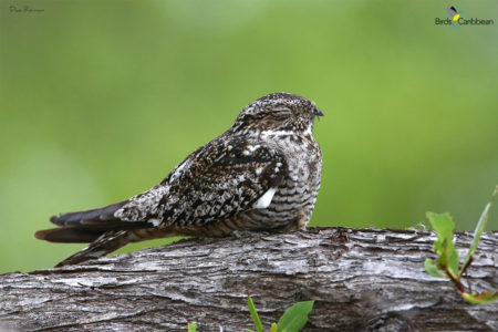 Antillean Nighthawk