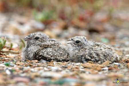 Antillean Nighthawk Chicks