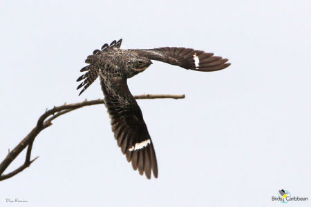 Antillean Nighthawk in Flight