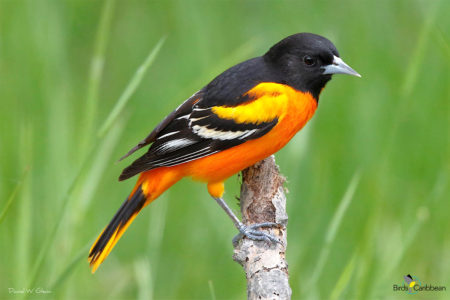 Male Baltimore Oriole