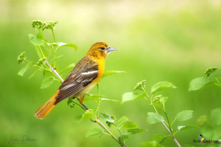 Female Baltimore Oriole