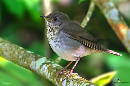 Bicknell's Thrush (Photo by Dax Roman)