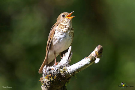 Bicknell's Thrush Singing