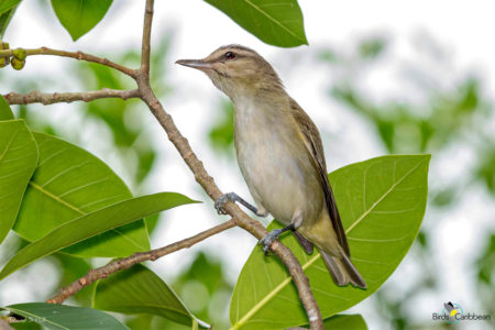 Black-whiskered Vireo