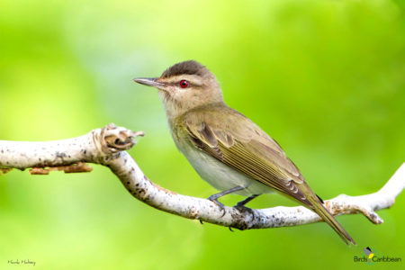 Black-whiskered Vireo