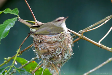 Black-whiskered Vireo on Nest
