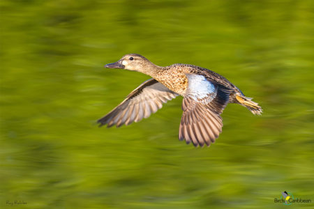 Female Blue-winged Teal in flight