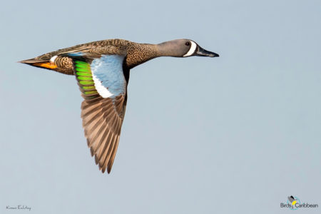 Male Blue-winged Teal in flight