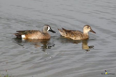 Blue-winged Teal pair