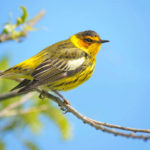 Male Breeding Cape May Warbler