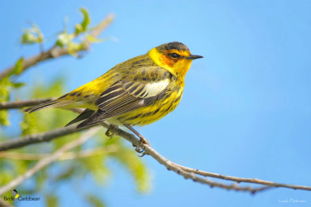Male Breeding Cape May Warbler