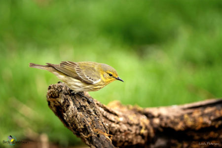 Female Cape May Warbler