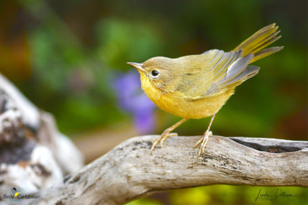 Female Common Yellowthroat