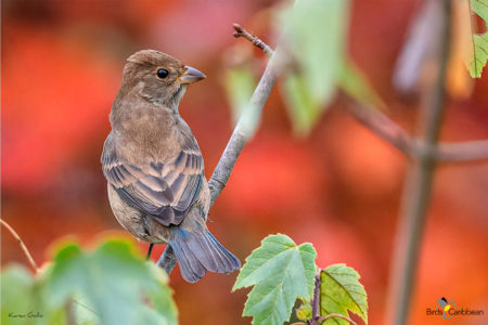 Female Indigo Bunting