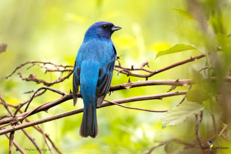 Male Indigo Bunting