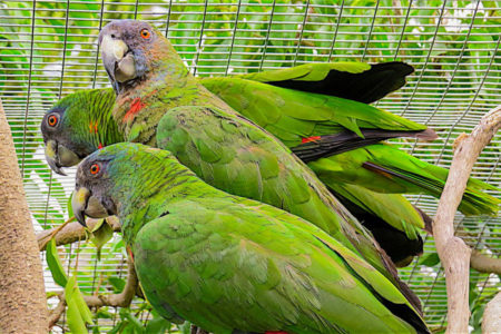 Jaco (Red-necked Parrots) at the aviary in Dominica.