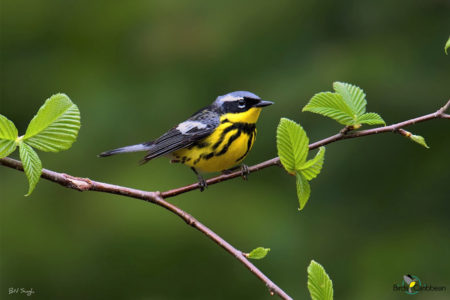 Magnolia Warbler