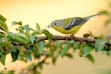 Magnolia Warbler