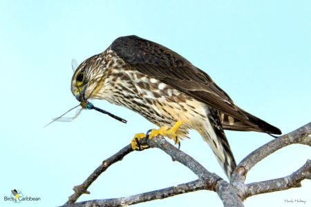 Merlin With Prey