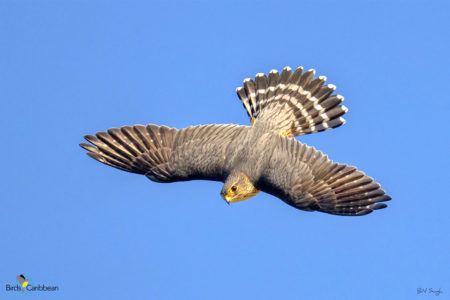 Male Merlin in Flight