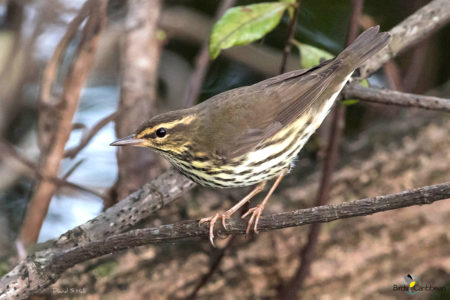 Northern Waterthrush