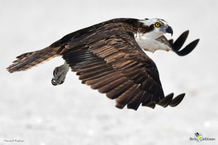 Osprey in Flight 