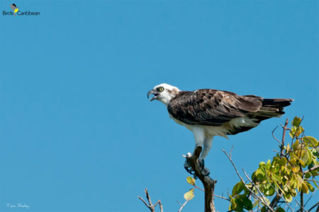 Osprey