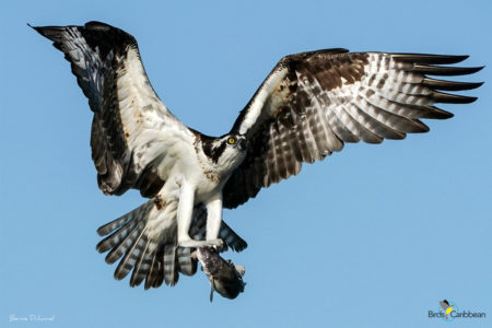 Osprey with Fish